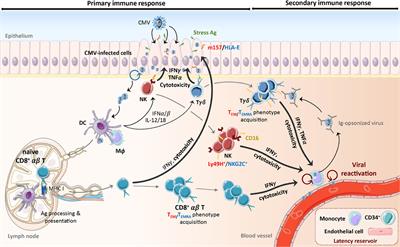 γδ T Cell-Mediated Immunity to Cytomegalovirus Infection